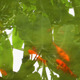 Red Fishes in the Green Lake - VideoHive Item for Sale