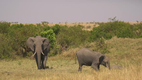 Elephant and calf in Africa