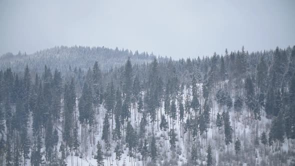 Christmas Trees in the Highlands