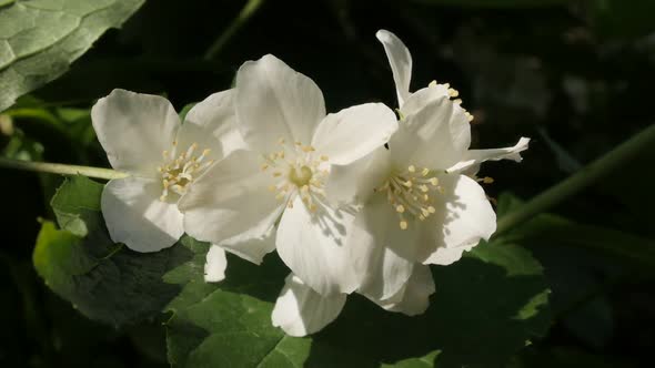 Shallow DOF sweet mock-orange  shrub slow-mo 1920X1080 HD footage - Spring plant bush Philadelphus c