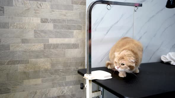 Drying small cat after washing in modern pet salon