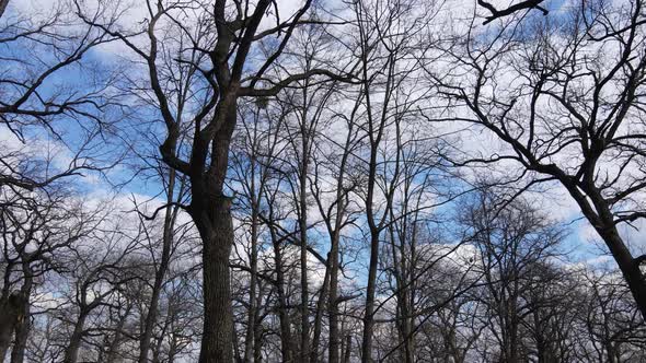 Aerial View of a Forest Without Leaves Slow Motion