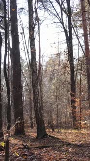 Vertical Video Forest in Autumn Aerial View Slow Motion