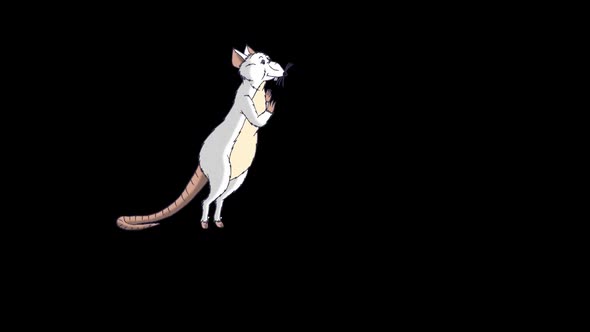 White rat gets up and sniffs something alt