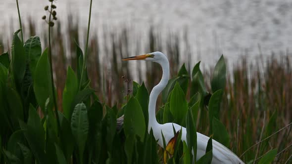 Great White Egret on the hunt for insects, snakes and fish in the swamps of Florida, U.S.A.