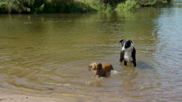 Border collie and sausage dog searching the river for treasure