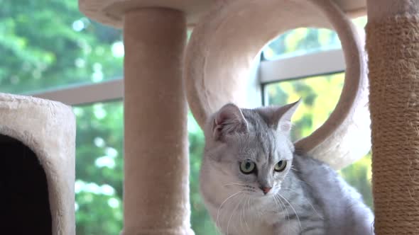 Cute Scottish Cat Playing On Cat Tower