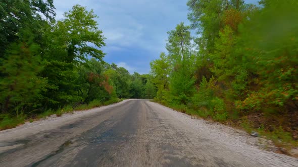 Car Drive Forest