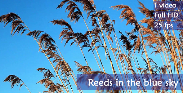 Reeds in the Blue Sky