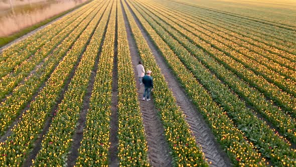 Tulip Field in The Netherlands Colorful Tulip Fields in Flevoland Noordoostpolder Holland Dutch