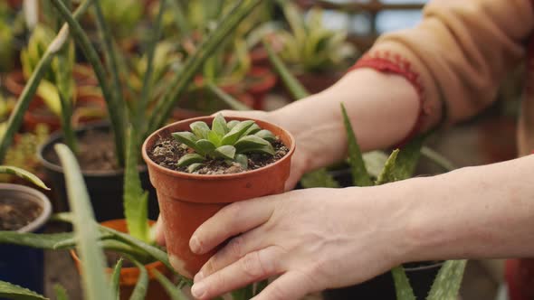 Male Hands Holding Succulent Plant in Greenhouse