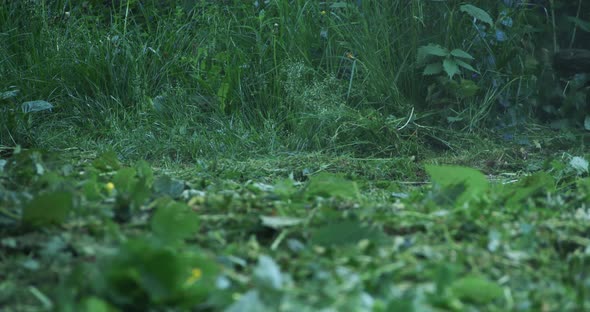 Close Up of Man Using Electric Trimmer for Mowing High Grass