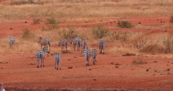 Burchell's Zebra, equus burchelli, Herd walking through Savannah, Tsavo Park in Kenya, Real Time 4K