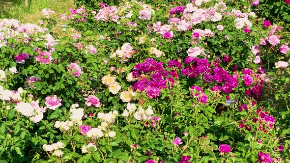 Flying over delicate picturesque bush blooming roses on a summer day in the park. Rose garden