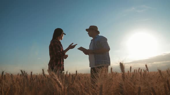 Silhouette Farmers Work in the Field, Communicate, Look at the Tablet, Two Farmers Talk in the Field