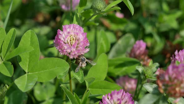 A Bee Collects Honey