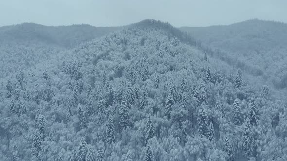 Aerial shot: spruce and pine winter forest completely covered by snow.