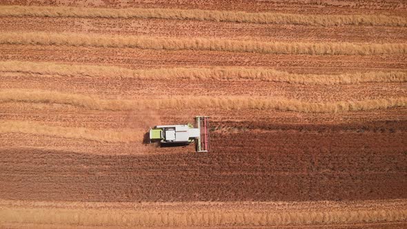 Top view of industrial combine collecting ripe wheat crop in yellow field