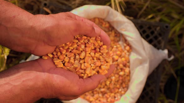 Close Up CORN Grain in a Hand After Good Harvest of Successful Farmer
