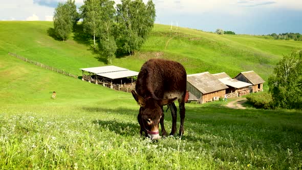 The Donkey Grazes in the Meadow
