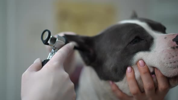 Headshot of American Staffordshire Terrier with Female Hands Holding Face and Veterinarian Checking