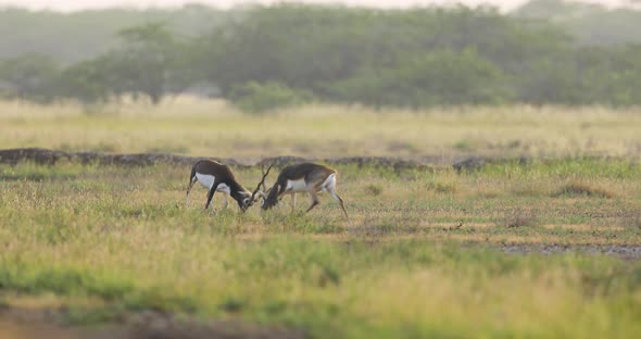 Two Adult Blackbuck male Antelopes Fighting for Territory over the Indian Grassland on a early morni