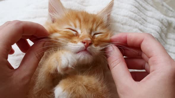 Striped Ginger Kitten Lying on Hands