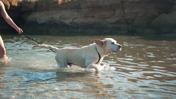 White Happy Old Labrador Walking Out the Water in Slow Motion and Strolling Back in Mediterranean