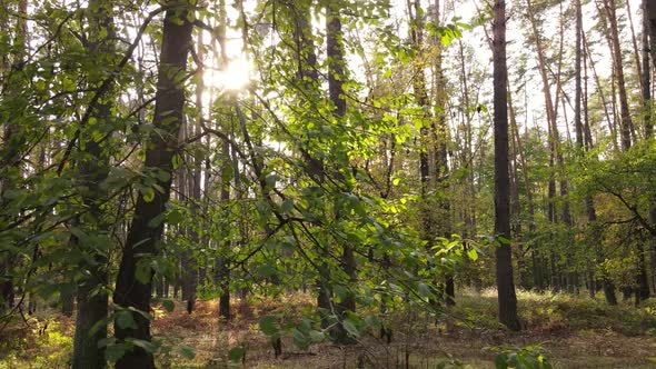 Autumn Forest Landscape with Trees By Day