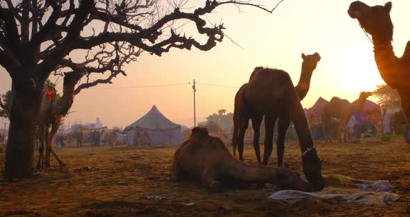 Pushkar Mela Camel Fair Festival in Field Eating Chewing at Sunset. Pushkar, Rajasthan, India