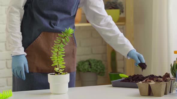 Female Hands Transplanting House Plant to a New Pot Close Up