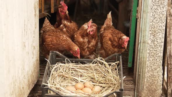 Red Laying Hens Near the Nest with Eggs in the Chicken Coop