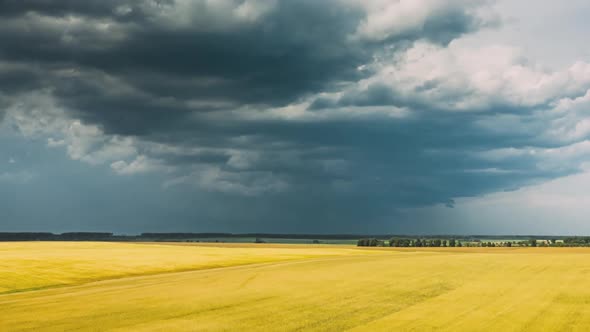 Drone Lapse Hyperlapse Motion Aerial View Of Agricultural Landscape With Young Wheat Field In Summer