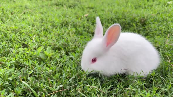 Closeup Cute White Rabbit with Red Eyes on Green Grass