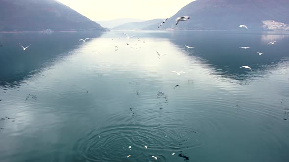 Seagulls Fly Over the Sea Off the Coast of Perast Against the Background of Mountains in the Fog