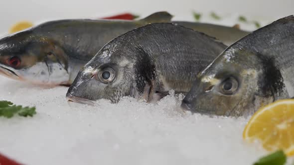 Closeup Dolly Shot DOF Raw Fish of Various Kinds on the Snow in a Display Case