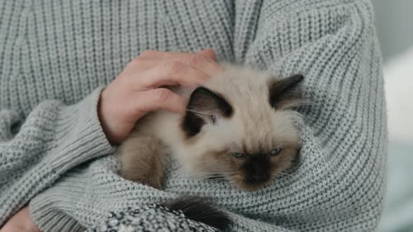 Person with Ragdoll Cat Kittens