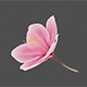 Pink Sakura Flower - 3DOcean Item for Sale