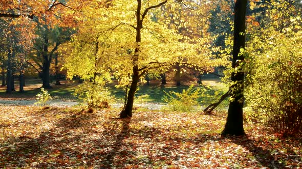 Leaves Falls From Trees in Autumn Forest