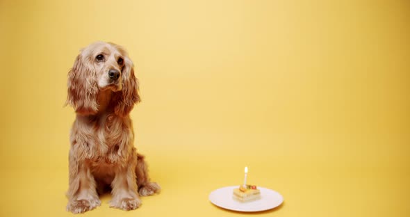 English Cocker Spaniel Wearing Party Hat and Many Gifts on a Yellow Background