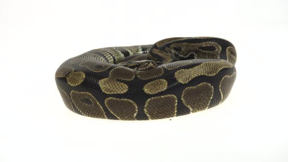 Royal Python or Python Regius Isolated in Studio Against a White Background.