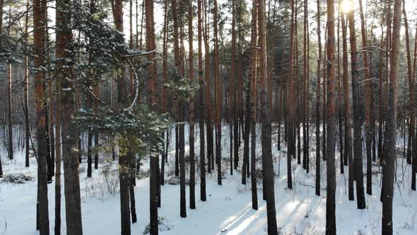 Aerial of Flying Over a Beautiful Snowy Forest in a Rural Landscape Ukraine