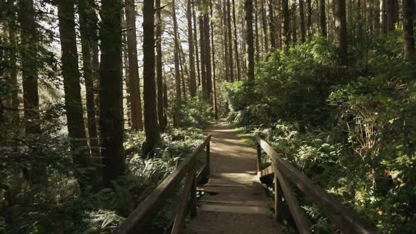 Slow motion tracking down an empty forest trail surrounded by tall trees, with sunlight at an angle.