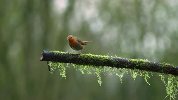 Wide shot of a European Robin on a moss covered branch in the woods, looking around then flying off