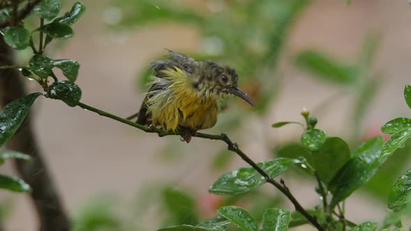 Baby birds are playing in the rain. The plumage feather is wet soaked with water droplets.