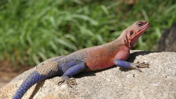 Orange and blue agama lizard sits on grey stone in Serengeti national parkTanzan