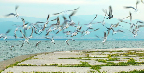 Seagulls