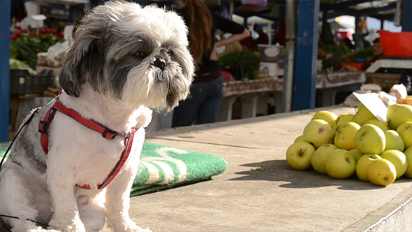Dog and Apple Stack  at Market
