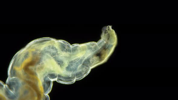 Wormlike Larva of a Fly Midge Insect of the Order Diptera Under a Microscope Suborder Brachycera