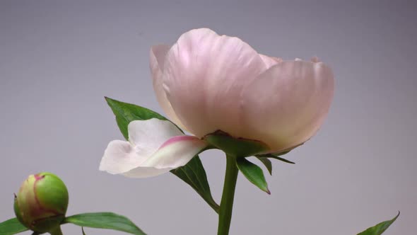 Close Up Time Lapse of Pale Pink Blooming Peony Flowers on Grey Background